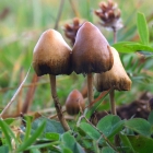 Could the Mushrooms Really Be Magic?